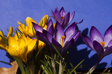 Image showing crocus