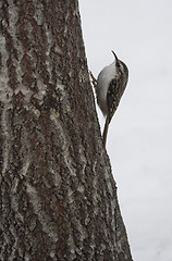 Image showing treecreeper