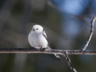 Image showing long-tailed tit