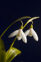 Image showing snowdrops