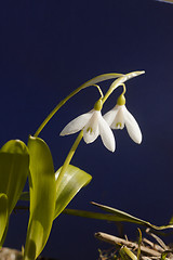 Image showing snowdrops