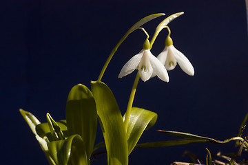 Image showing pair of snowdrops