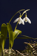 Image showing snowdrops