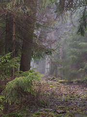 Image showing Early springtime misty morning in the forest,Bialowieza Forest,Poland,Europe