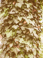 Image showing Retro looking Ivy leaves