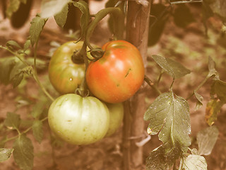 Image showing Retro looking Tomato