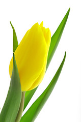 Image showing Nice, yellow closeup tulip