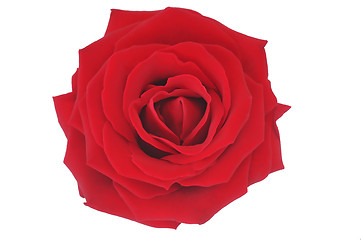 Image showing Nice red rose illustration over white