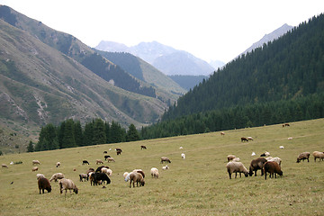 Image showing Mountain pastures.