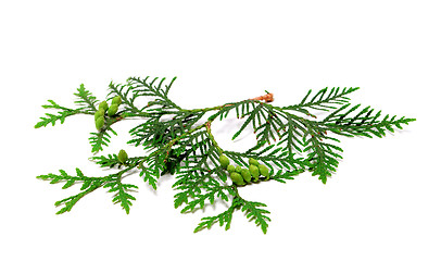 Image showing Green twig of thuja with cones on white