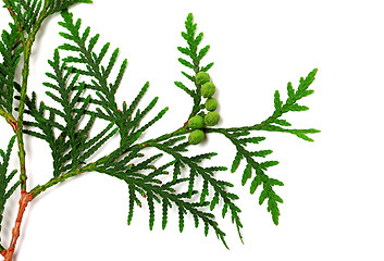 Image showing Green twig of thuja with cones