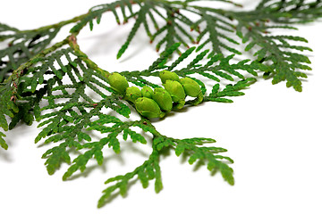 Image showing Twig of thuja with green cones isolated on white background