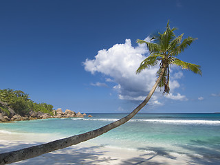 Image showing Lonely palm tree