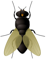 Image showing fly close up