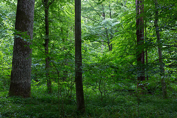 Image showing Natural deciduous stand of Bialowieza Forest