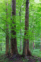 Image showing Bark less spruces among deciduous trees