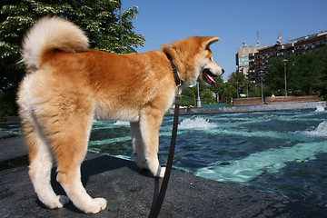 Image showing Cooling dog