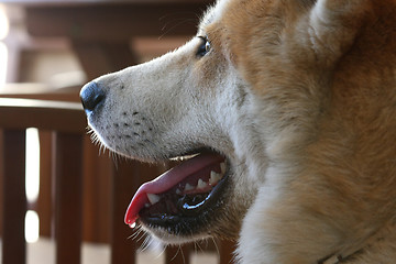Image showing Portrait of Akita dog