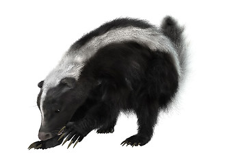 Image showing Striped Skunk on White