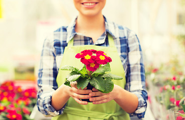 Image showing close up of woman holding flowers in greenhouse