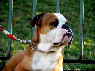 Image showing Bulldog