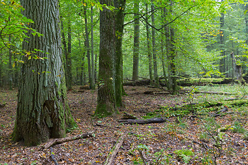 Image showing Old oaks in autumnal forest