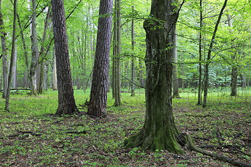 Image showing Two old pine and hornbeam trees in mixed stand