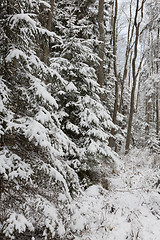 Image showing Winter landscape of natural forest with dead spruce trees