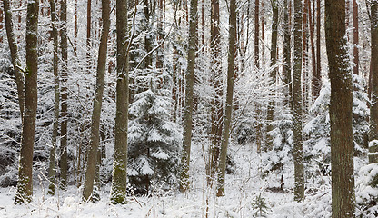 Image showing Winter landscape of natural forest with dead spruce trees