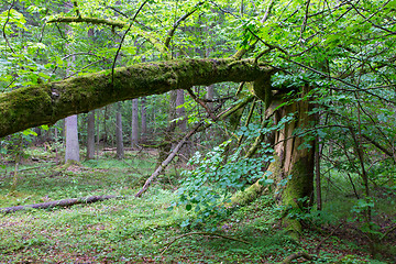 Image showing Old broken spruce tree moss wrapped and stump