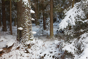 Image showing Winter view of natural forest with pine trees trunks and spruces