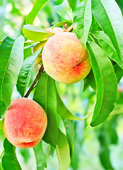 Image showing peach on tree