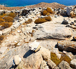 Image showing bush   in delos greece the historycal acropolis and old ruin sit