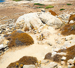 Image showing bush   in delos greece the historycal acropolis and old ruin sit