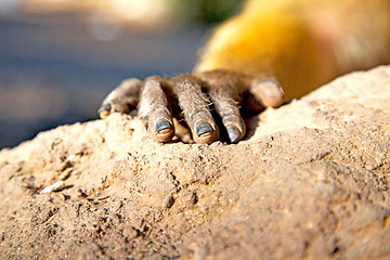 Image showing bush monkey in   fauna hand  close up