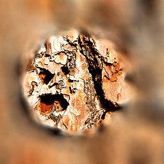 Image showing barck in the abstract close up of a tree color and texture