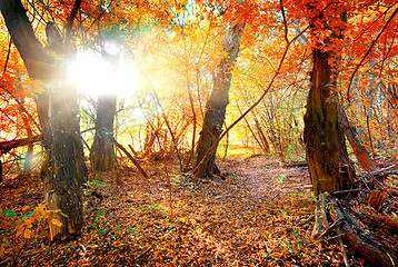 Image showing Colorful autumn forest