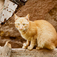Image showing feline in morocco africa and sweet face
