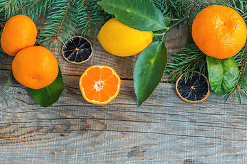 Image showing Tangerines, lemons and spruce branches.