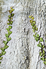 Image showing English Ivy