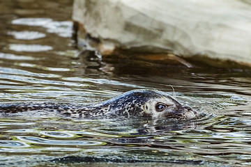 Image showing Seal in the Water