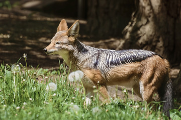 Image showing Black-backed Jackal 