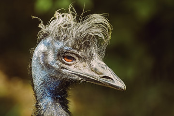 Image showing Portrait of Emu 