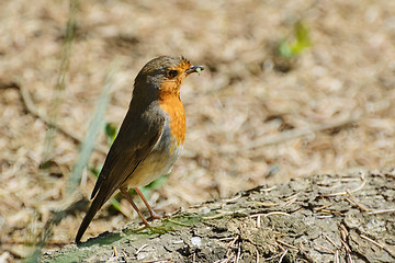 Image showing An European Robin