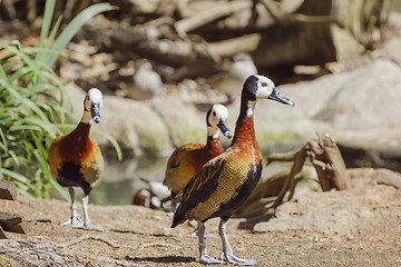 Image showing White-faced Whistling Duck