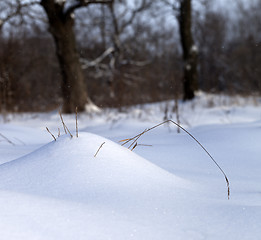 Image showing Sunlight snow drift and dry grass in winter forest