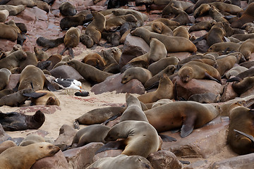 Image showing sea lions in Cape Cross, Namibia, wildlife