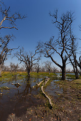 Image showing Moremi game reserve landscape