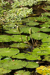 Image showing water lily in small pond