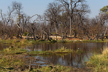 Image showing Moremi game reserve landscape